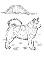 coloriage chien husky
